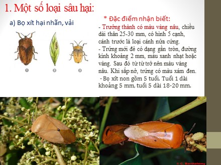 Bài giảng Công nghệ 9 -  Bài 12: Thực hành Nhận biết một số loại sâu, bệnh hại cây ăn quả