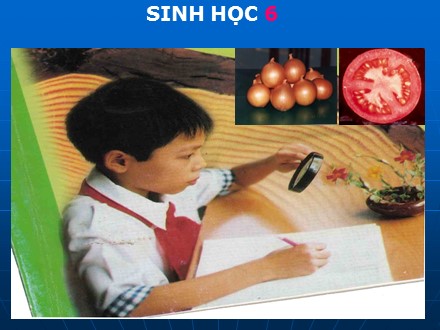 Bài giảng Sinh học 6 - Bài 5: Kính lúp, kính hiển vi và cách sử dụng