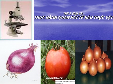 Bài giảng Sinh học 6 - Bài 6: Thực hành Quan sát tế bào thực vật