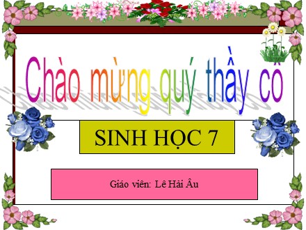 Bài giảng Sinh học 7 - Bài 50: Đa dạng của lớp thú Bộ ăn sâu bọ, bộ gặm nhấm, bộ ăn thịt - Lê Hải Âu