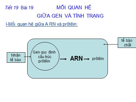 Bài giảng Sinh học 9 - Bài 19: Mối quan hệ giữa gen và tính trạng - Nguyễn Lê Minh