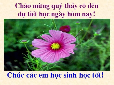 Bài giảng Toán Lớp 8 - Bài 3: Tính chất đường phân giác của tam giác