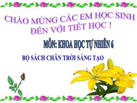 Bài giảng Khoa học tự nhiên 6 Sách Chân trời sáng tạo - Bài 29: Thực vật