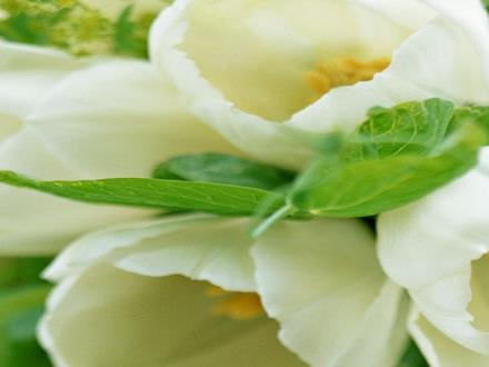 Bài giảng môn Công nghệ 8 - Bài 4: Vẽ các khối đa diện