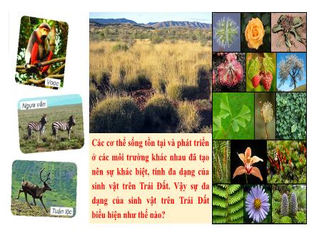 Bài giảng môn Địa lí 6 Sách Chân trời sáng tạo - Bài 20: Sinh vật và sự phân bố các đới thiên nhiên. Rừng nhiệt đới